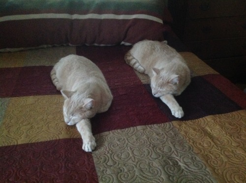 bettsplendens:coolcatgroup:awwww-cute:My mom’s cats, they’re brothersSynchronized catting This is ca
