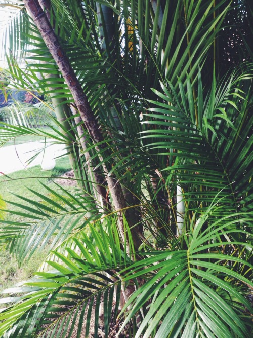 tropicalblxck: hola-tropics: theadventurechild: Jungle/tropical blog summer, jungles and tropics