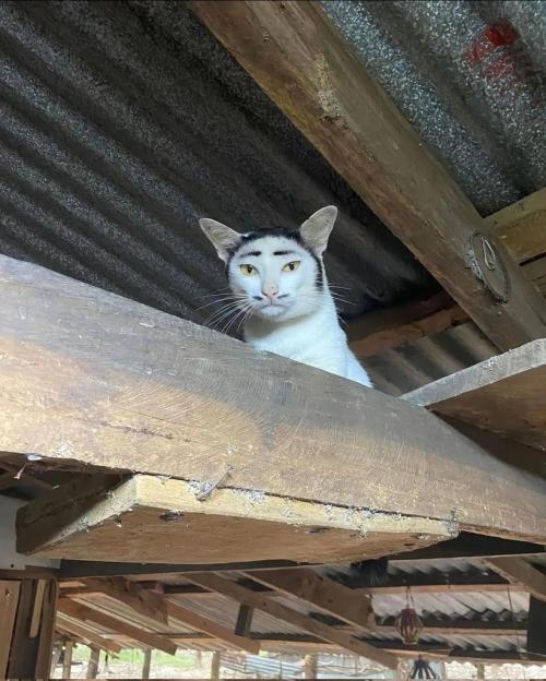 Salvador Meowl