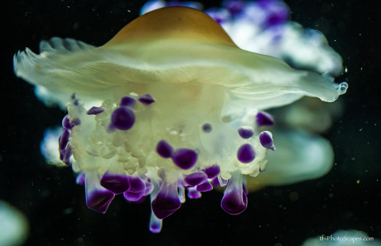 mooonjellies:  Tommy Farnsworth