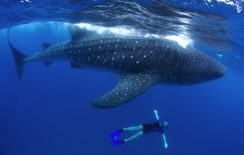 Porn photo  awkwardsituationist:photos by shawn heinrichs