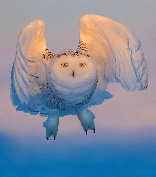 godsbeautifulcreations:Snowy Owl . Photo by :@jonny_g_photography