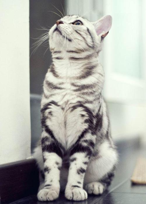 catsandkitten:My Friend have a gorgeous cat with heart markingThis is so perfect.