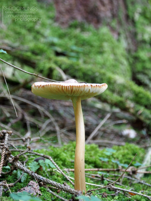 shroomlings