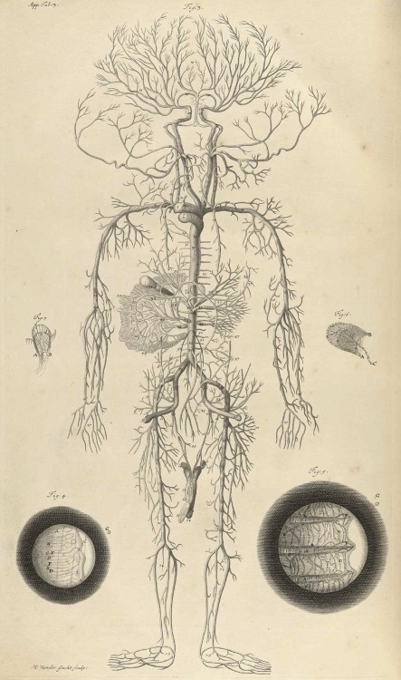 magictransistor:William Cowper, Human arterial system, The Anatomy of Humane Bodies, 1698.