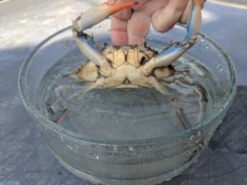 this female blue crab was the physical manifestation of WRATH and FURY