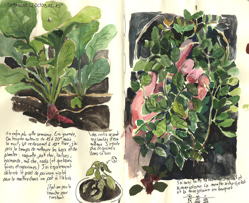 Some Pages From My Gardening Sketchbook.