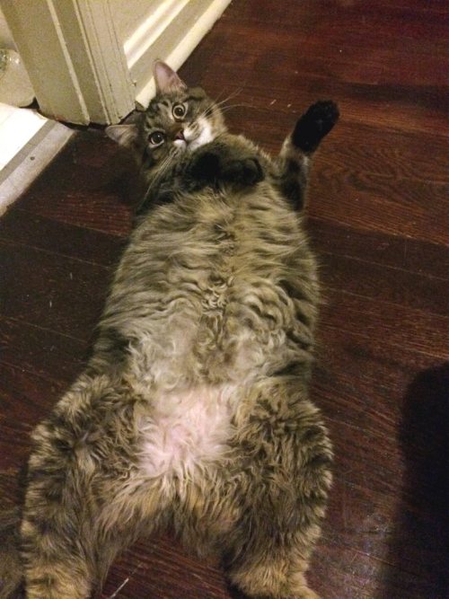kittiesntitties.tumblr.com/post/120314296970/