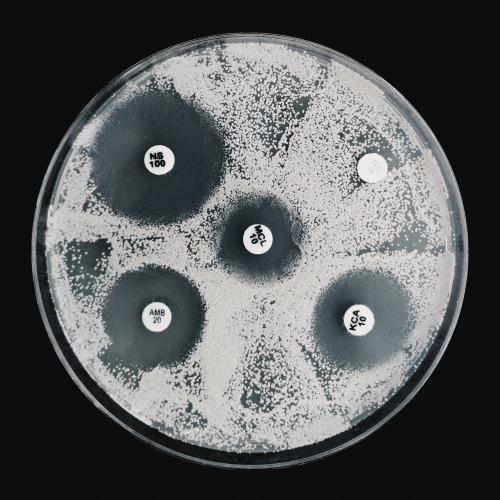 bittersweetwheels(Disk Agar Diffusion Susceptibility Testing of yeast isolated from cat chronic nasa