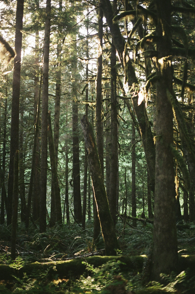 mystic-revelations:  Lynn Headwaters (by Marty Mellway) 
