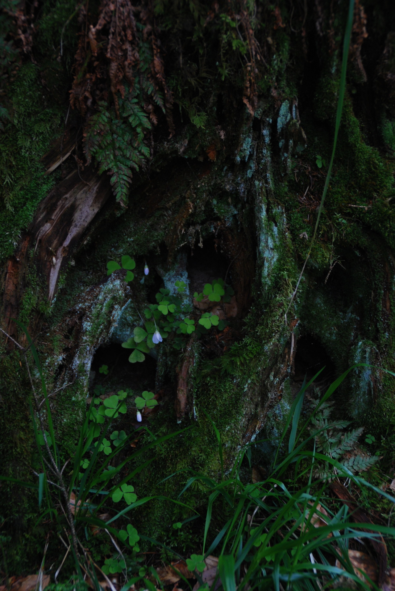 nil-a-lin:  moss - own 