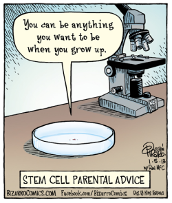 ted:    Stem cells can be used to generate