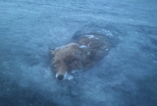 boyirl:  A fox has become the latest victims to the freezing temperatures on Scandinavia’s