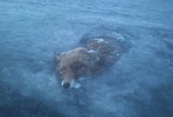 boyirl:  A fox has become the latest victims to the freezing temperatures on Scandinavia’s waters as it was found frozen solid in a lake in southern Sweden, 24 January 2014 