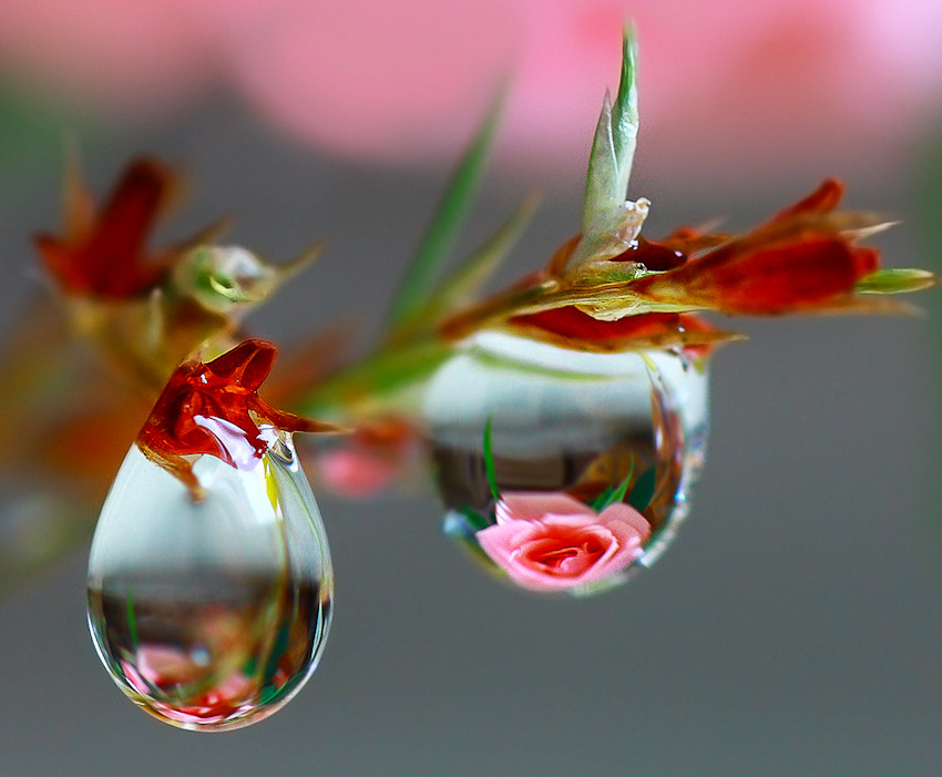 djferreira224:  Fantastic nature ~ 2 raindrops … by Baksiku