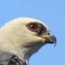 bottlehawk:sister who can teleport anywhere and has the hearing, smell, and appetite