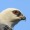 bottlehawk:sister who can teleport anywhere and has the hearing, smell, and appetite