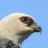 bottlehawk:sister who can teleport anywhere and has the hearing, smell, and appetite