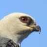 bottlehawk:sister who can teleport anywhere and has the hearing, smell, and appetite