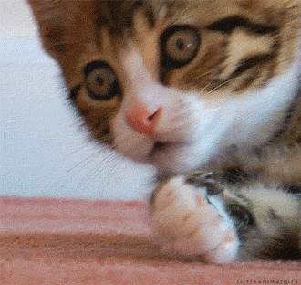 wh0rizon-s:  meaty-chunks-of-life:  So many captions, so little time….LOL  getyostremphsup here it is
