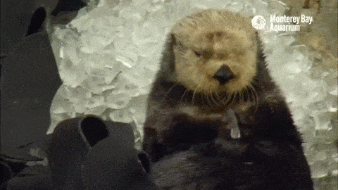montereybayaquarium:How do sea otters eat ice cubes? Let us break it down for you: