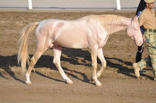pangur-and-grim:all-the-horses:GissargGiaurs x GissaAkhal Teke, Stallion15.1hhBorn 2006this horse ha