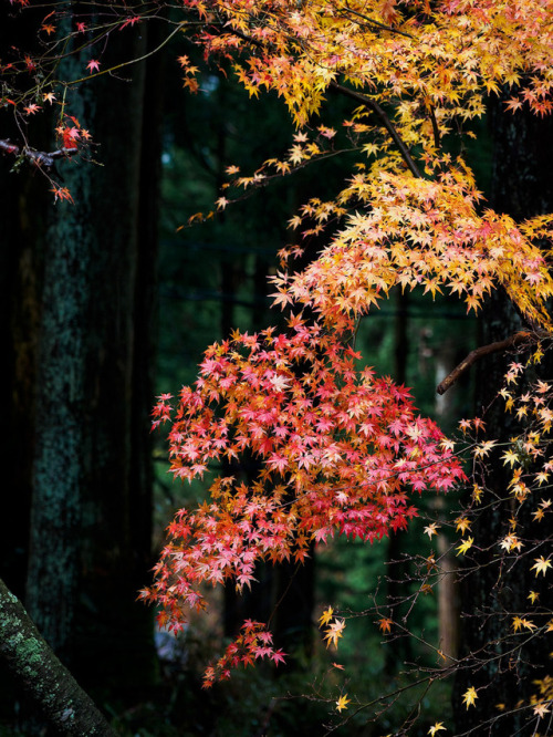 iesuuyr:Kyoto, Japan | Akira Hsu