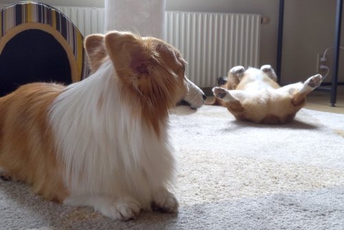 Awww