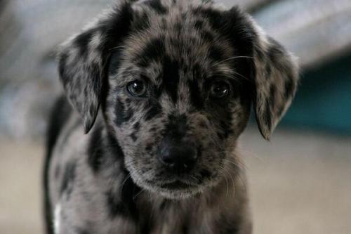 cutepetclub:  Oreo Pup! https://t.co/m0oP6HNgio