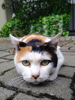 maido3:  今日のさとる。(仮)　外猫写真で呟きますさんはTwitterを使っています: “警戒顔も可愛くて困る bymini #さとる番外編 #猫 http://t.co/x6A80Z5GqI”