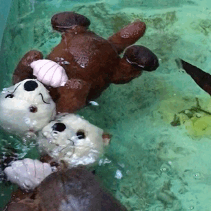 aquaristlifeforme:One of Ryer’s other favorite stuffed animal activities (besides