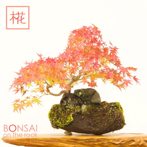 椛（モミジ）の石付盆栽MOMIJI, Japanese maple bonsai on a rock2017.10.29 撮影bonsai on the rock| Creema | BASE | Z