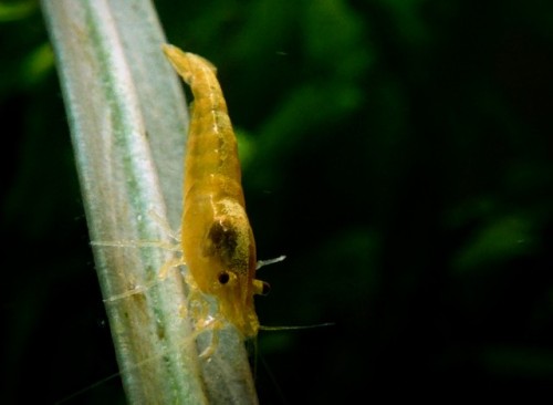 nudatus: Getting my low-tech yellow tank setup. Neon yellow Neocaridina and golden rabbit snails.