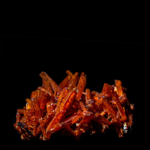 Crocoite / CAS-G 694Locality: Dundas, Tasmania, AustraliaDepartment: Invertebrate Zoology & Geol