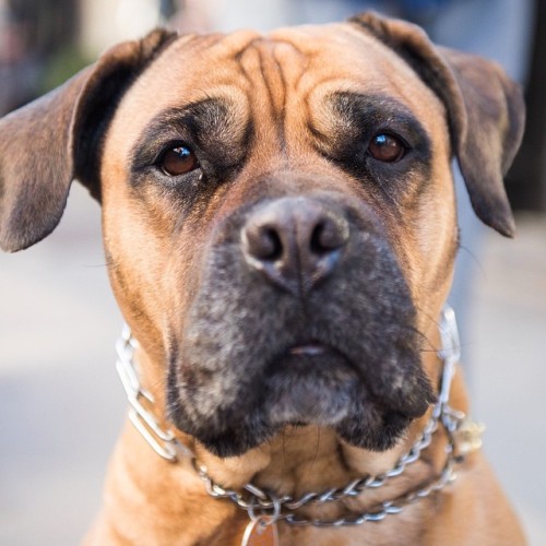 thedogist:Peaches, Bullmastiff (7 y/o), Perry &amp; Bleecker St, New York, NY