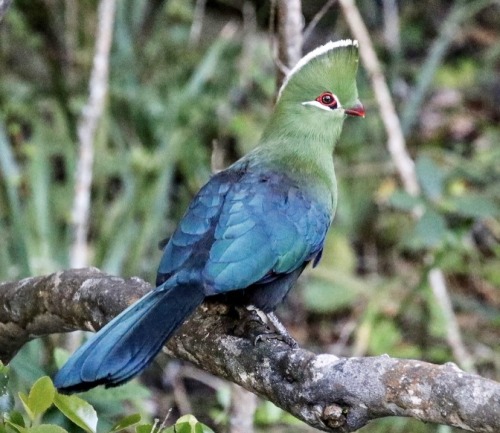 The Knysna Turaco, Also Known As The Knysna Loerie, Is A Large Turaco Species Primarily Found In Southern