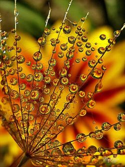 daily-meme:  Refraction In Dew Droplets Creates