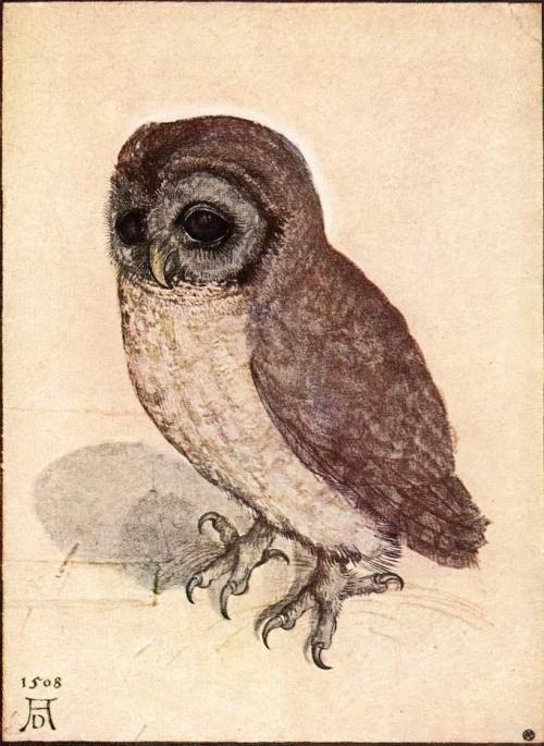 by Albrecht Dürer- little owl