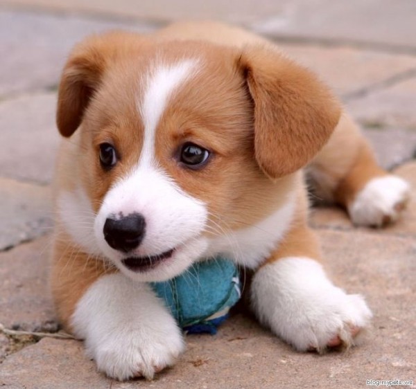 cutepuppyoftheday:  Today’s Cute Puppy
