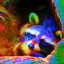 raccoonsdreamtoo