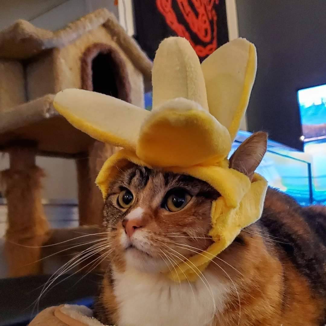 cat-cosplay:cat-cosplay:Doomscrolling Checkpoint.If you need to keep going we understand.If you need a break here’s a cat with Googly eyes. Everyone take care of yourself as best you know.Doomscrolling Checkpoint: Banana Hat Cat Edition