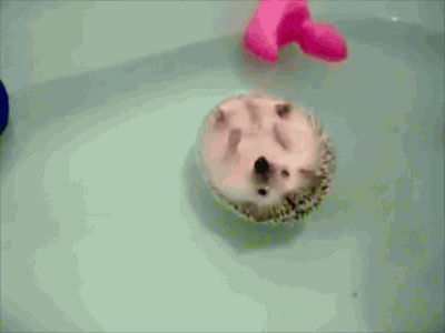 cutestcorner:  Pocupine taking a shower