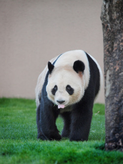 giantpandaphotos:  Aihin at Adventure World in Wakayama, Japan, on January 29, 2013. © Peco. 