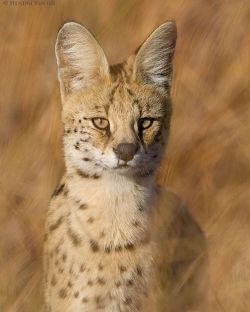 beautiful-wildlife:  Serval. by hendriventer