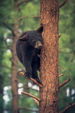 l-eth-e:  Bear Cub Climbing High {by Stephen Moehle} source