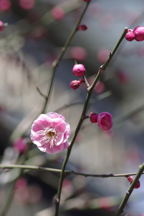uyamt:梅（うめ）Ume blossoms / Japanese apricot