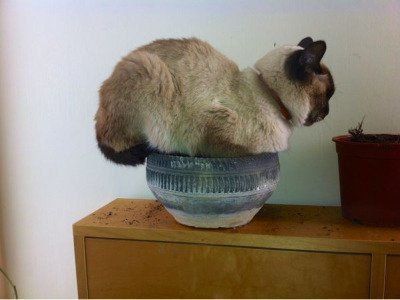 babyanimalgifs:  Tumblr needs more cats sitting in plant pots.