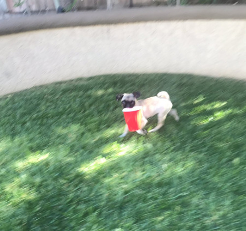 tastefullyoffensive:She’s ready to party. (via doIIpxrts)  Haha awww adorable little pug pup