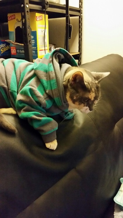 feleochadan: It’s just come to my attention that my cat fits into my son’s clothes