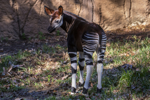 sdzsafaripark:Baby Okapi Strutting His Stripes on Flickr.